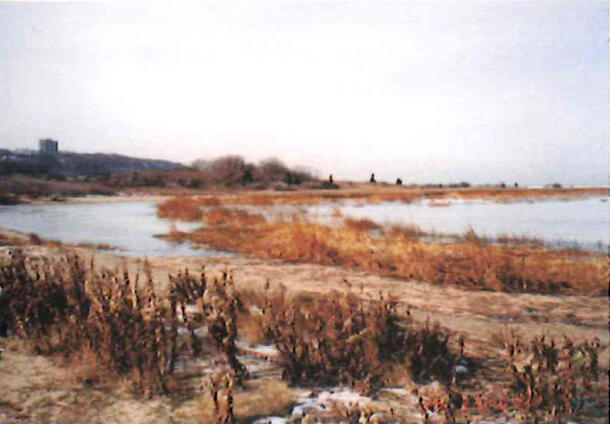 A wide shot of a barrier island  shows a marshy beach with low vegetation.