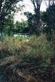 Figure 3: Trekking out to the crop-surrounded pond