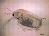 My science friend the  Daphnia magna