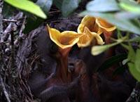 Baby birds in nest with uplifted open beaks with yellow mouths.