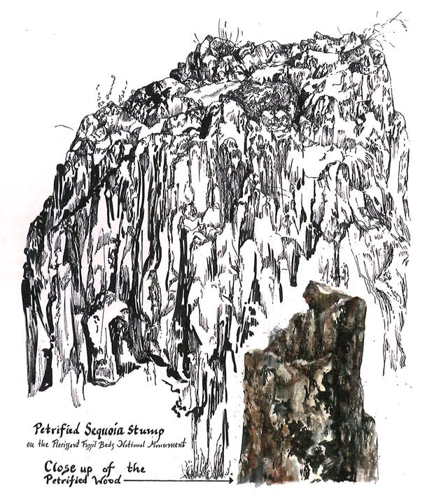 Black and white sketch of petrified sequoia stump.