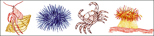 A hand-drawn picture of a hermit crab emerging from its shell, a sea urchin, a striped shore crab, and a sea anemone.