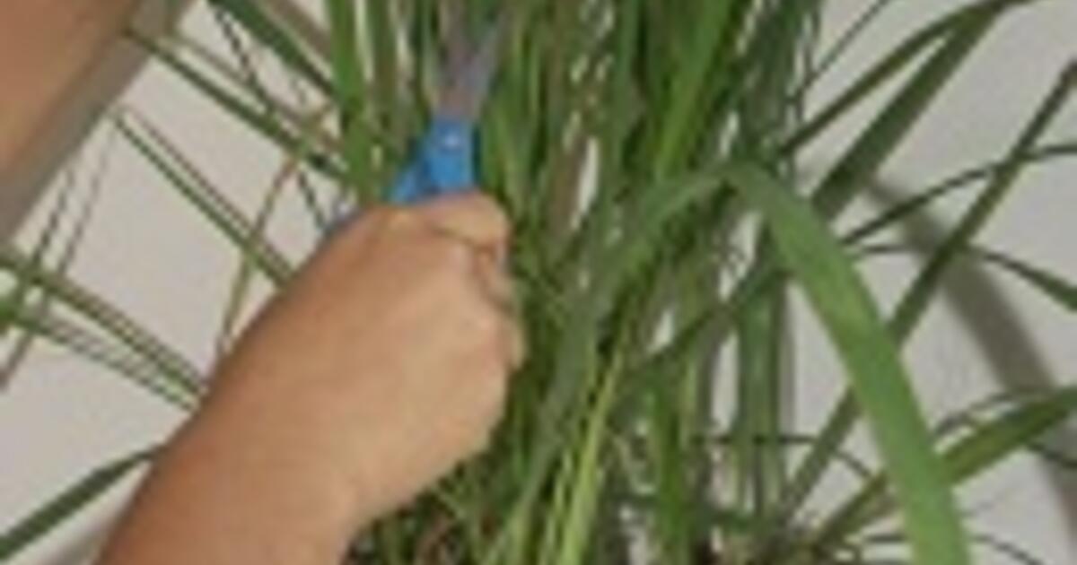related studies about lemongrass as insect repellent