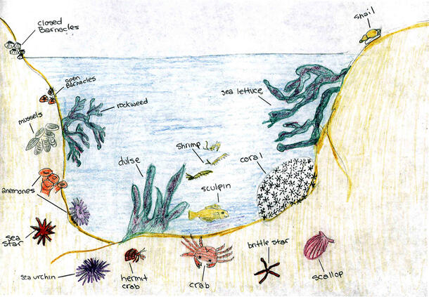 A hand-drawn picture of various life forms, both flora and fauna, in a tidepool, including a shrimp, snail, sea lettuce, mussels, and rockweed.