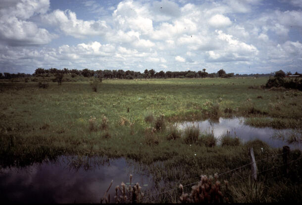 Western Venezuelan Llanos