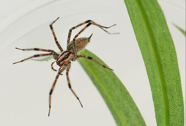 Funnel-web Grass Spider