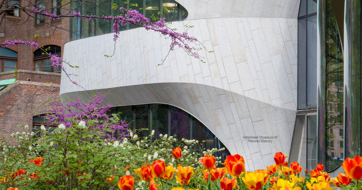 Corporate Membership | AMNH