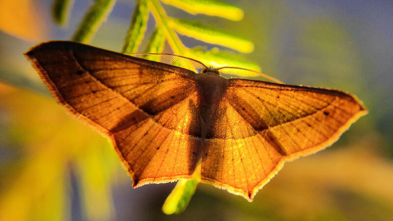 Moths in New York City: Museum Panel - Jul 23 | AMNH