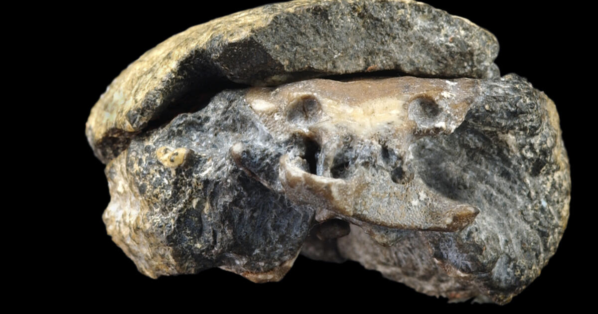 Oldest Fossil Brain Found in Kansas AMNH