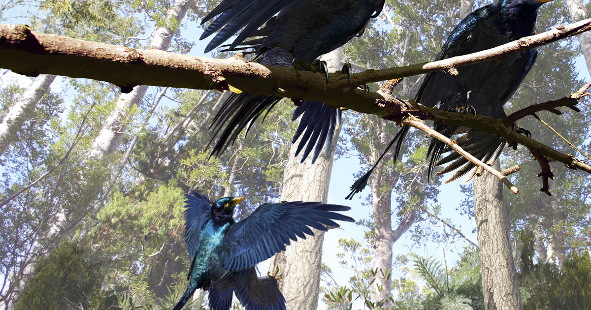 microraptor feathers