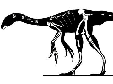 Microvenator celer skeleton