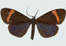 moths_cloaked_in_color_thumb_anticoreura_salmoni.jpg