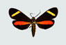 moths_cloaked_in_color_thumb_ephialtias_draconis.jpg