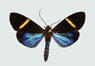moths_cloaked_in_color_thumb_erbessa_albilinea.jpg