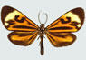 moths_cloaked_in_color_thumb_phaeochlaena_hazara.jpg