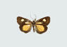 moths_cloaked_in_color_thumb_schturopsis_franclemonti.jpg