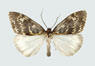 moths_cloaked_in_color_thumb_xenomigia_pinasi.jpg
