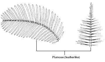 Pulmose