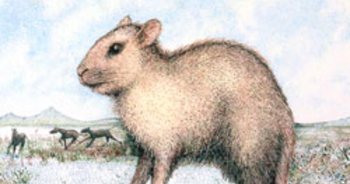 Earliest Rabbit Fossil Found, Suggests Modern Mammal Group Emerged As