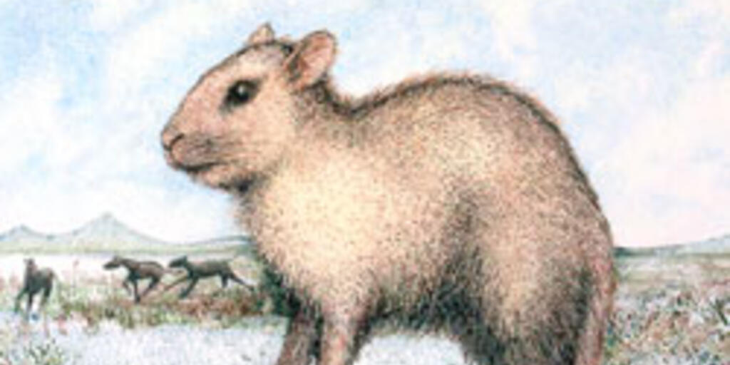 Rabbit deals like rodent