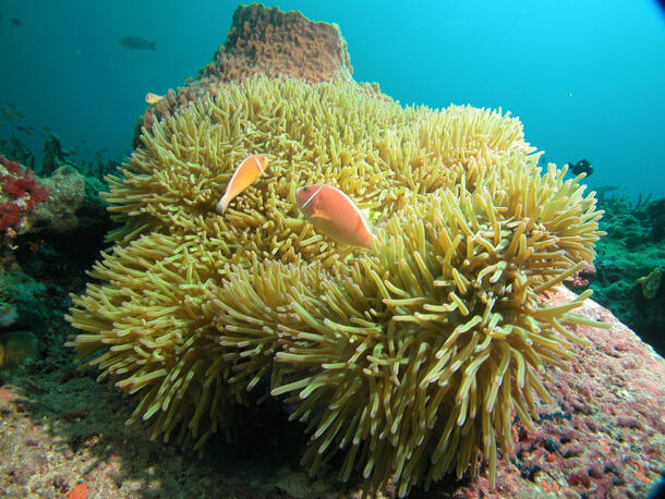 RS1261_Endemic Anemone Fish in MPA (deleted 4f688968-7ad98-28e9b980)