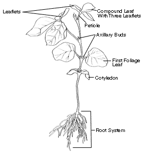 soybean_seedling