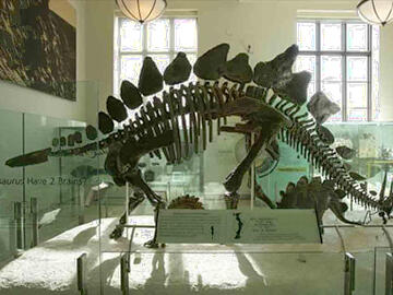 Stegosaurus stenops fossil