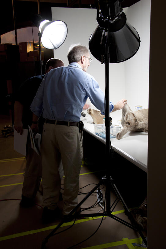 Stephen Quinn examines a specimen being photographed.