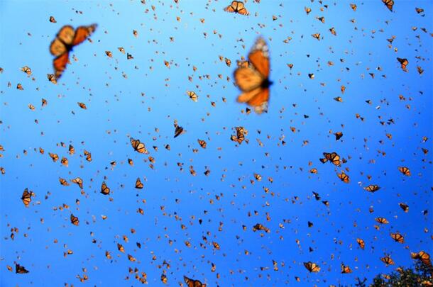Still - Monarchs in the Sky - FOB - SK Films
