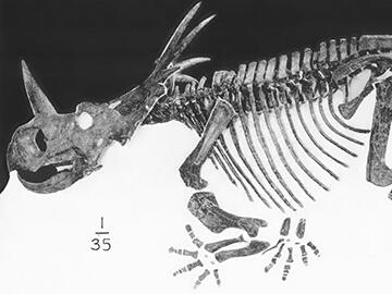 Styracosaurus albertensis fossil