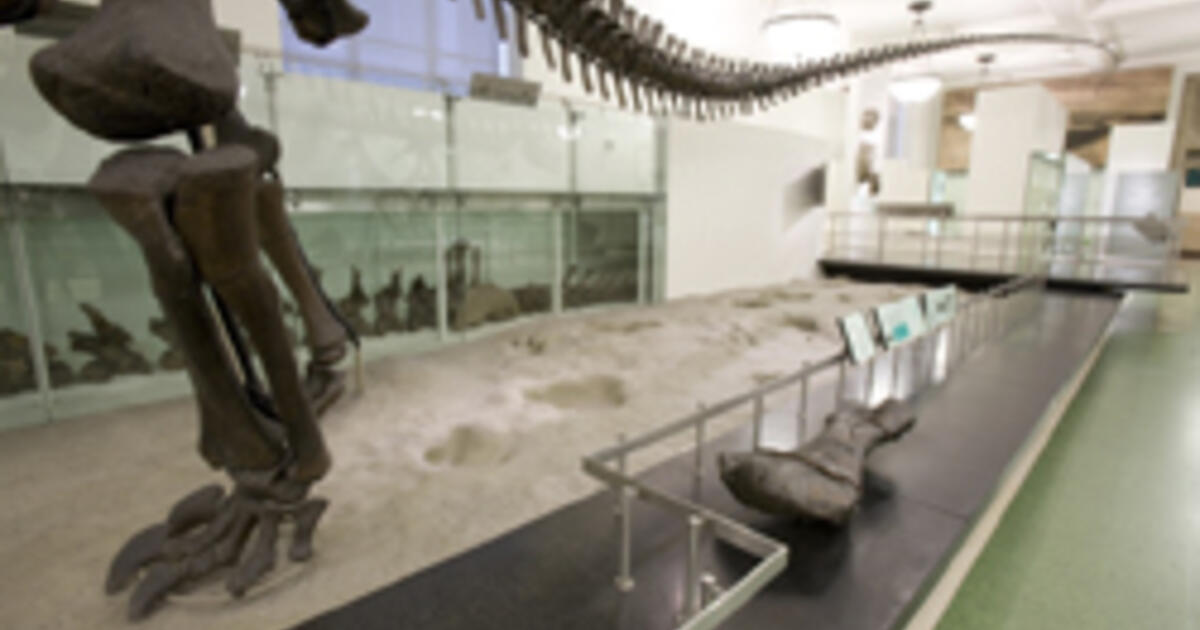 Celebrate Fossil Day AMNH