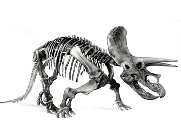 Triceratops horridus fossil