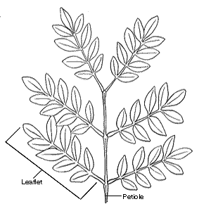 A drawing of a compound leaf illustrating an example of twice pinnate. In this image the petiole shows six attached petioles, each with nine leaflets.