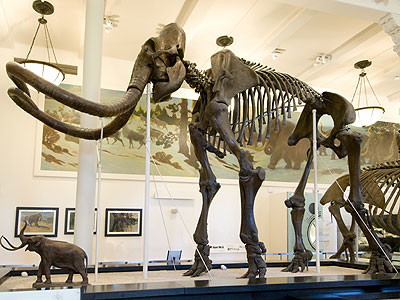 Woolly Mammoth Natural History Museum Woolly Mammoth Natural History Museum